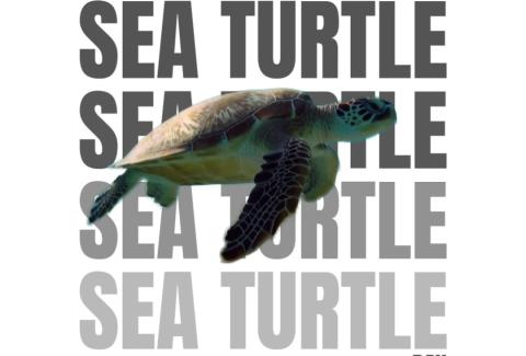 World Sea Turtle Day 16 June 2026